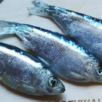 tjulka