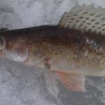 blesnenie- 1