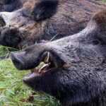 <strong>Почему в Германии не едят кабанов, хотя их там огромное количество. Дело не в инфекции</strong>